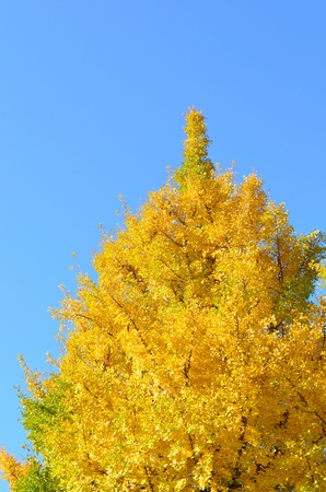 Autumnal yellow color of Japanese Ginkgo leavesの写真素材