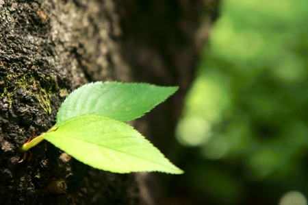 verdant sprout growing on bark treeの写真素材