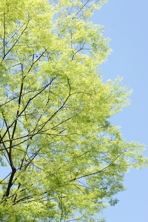 Summer landscape with treeの写真素材