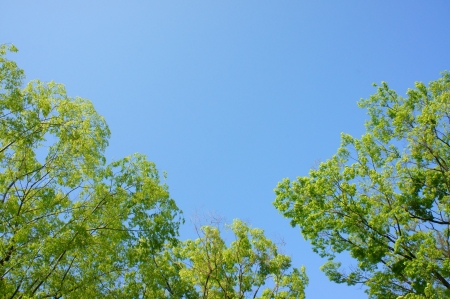 Summer landscape with treeの写真素材