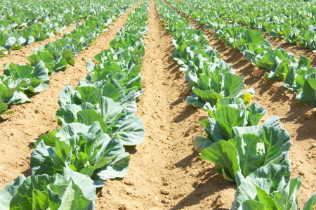 Cabbage fieldの写真素材