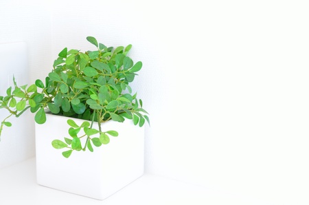 Foliage plantの写真素材