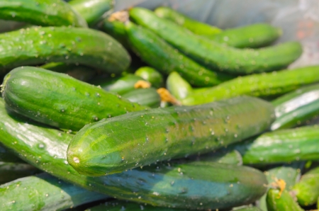 Cucumbers For Sale At Marketの写真素材