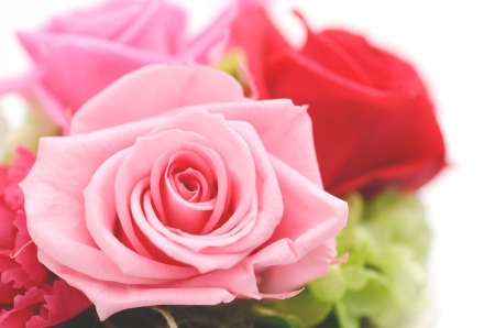 Bunch of pink roses and red isolated on whiteの写真素材
