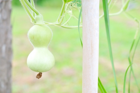 japanese Gourdの写真素材