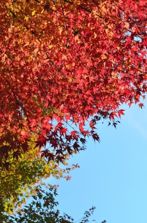 Autumnal leavesの写真素材