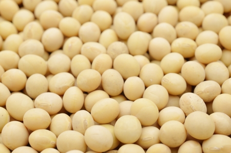 soybean isolated on white backgroundの写真素材