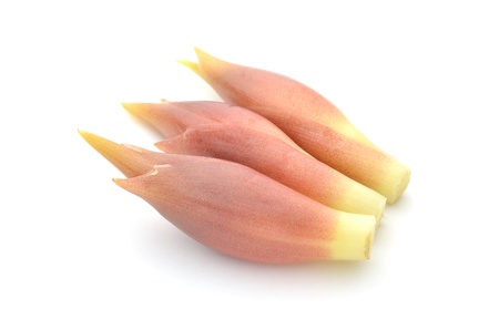 Japanese gingerの写真素材