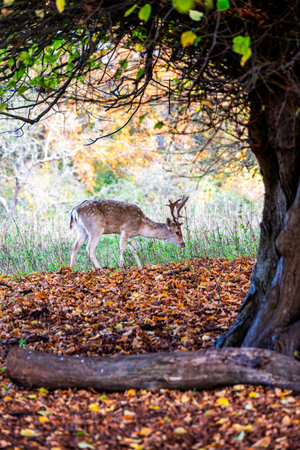 Fallow Deer Grazing Over Carpet of Autumn Leavesの写真素材