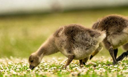 Cute Gosling Pecking on the Soft Grassの写真素材