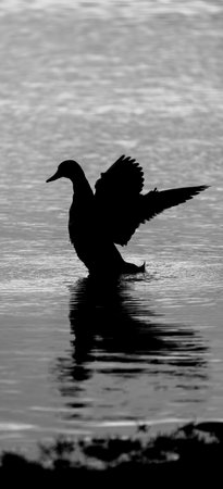 Dramatic Bird Silhouette Reflecting on the Lakeの写真素材