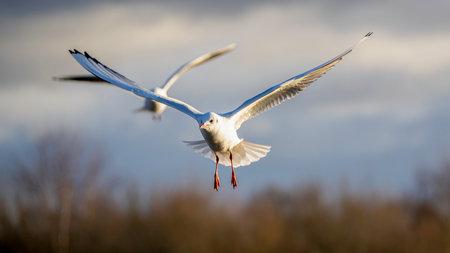 Graceful Black-Headed Gull in Flight Against a Soft Winter Skyの写真素材
