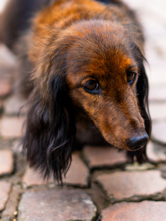 Heartfelt Long-Haired Dachshund with Pleading Eyes on a Rustic Cobblestone Pathの写真素材