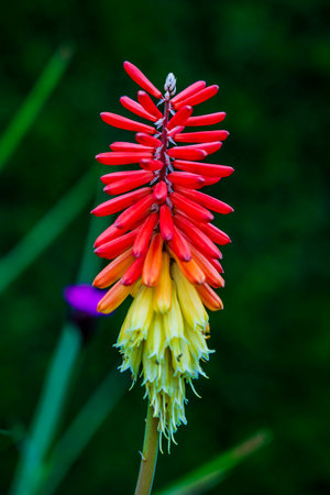 Vibrant Torch Lily (Kniphofia) with Fiery Red-Orange and Yellow Blooms Against a Deep Green Backgroundの写真素材