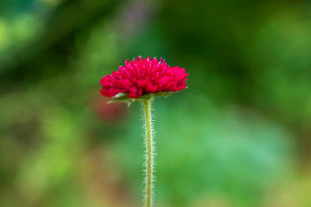 Crimson Pincushion Flower (Knautia macedonica) Blooming in a Soft Green Natural Backgroundの写真素材