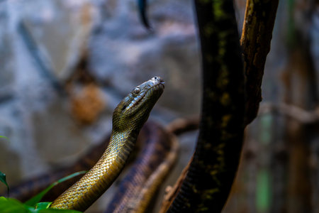 Captivating Close-Up of a Carpet Python (Morelia spilota) Amid Naturalistic Habitat and Textured...