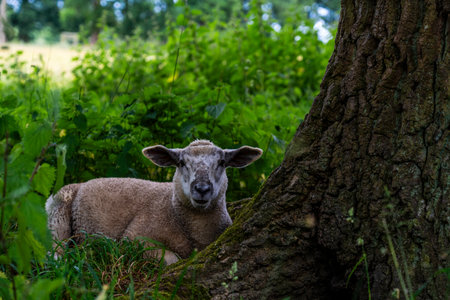 Restful Lamb Beneath a Tree in a Verdant Woodland Scene, Symbolizing Peace and Rural Tranquility (Ovis aries)の写真素材