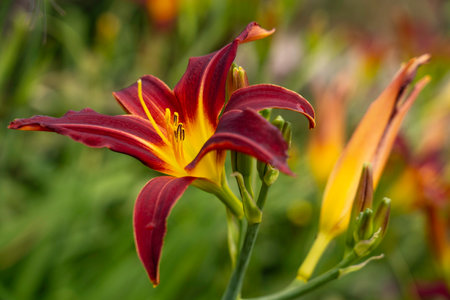 Deep Burgundy and Gold Daylily in Full Bloom Against a Soft Green Garden Backdropの写真素材