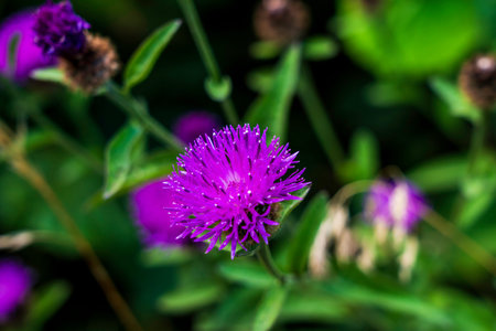 Close-Up of a Vibrant Common Knapweed (Centaurea nigra) Flower Blooming in a Lush Green Meadowの写真素材