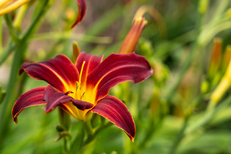 Deep Burgundy and Gold Daylily in Full Bloom Against a Soft Green Garden Backdropの写真素材
