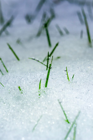 Frozen Grass Blades Adorned with Dew Drops in a Pristine Winter Scene of Ice and Snow