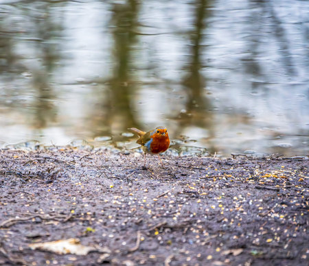 A European Robin (Erithacus rubecula) stands on a muddy lakeshore, scanning the waterâ€™s edge...