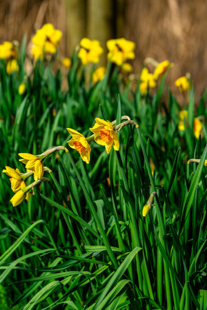 A swaying cluster of Daffodils (Narcissus pseudonarcissus) brightens a spring woodland with vivid yellow trumpets beneath a clear skyの写真素材