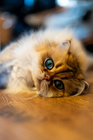A plush British Longhair reclines on a warm wooden floor, its soft fur framing an attentive gaze and expressive, inviting eyesの写真素材