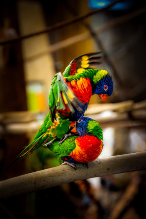 Affectionate pair of Rainbow Lorikeets (Trichoglossus moluccanus) engaging in courtship embrace on a...