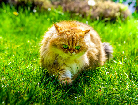 Golden-tipped British Longhair prowls through sunlit emerald grass with mascara-framed eyes and black-tipped furの写真素材
