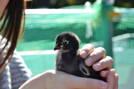Chick in the Palm of your handの写真素材