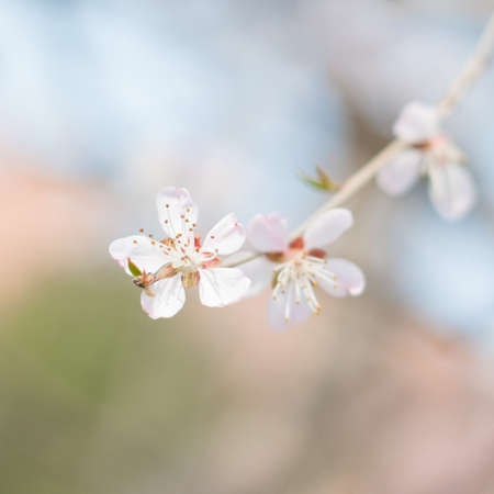 Cherry blossom close up viewの写真素材