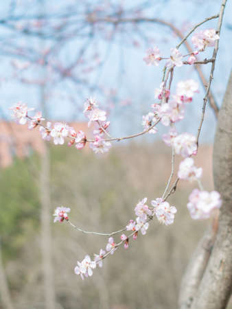 Cherry blossom close up viewの写真素材