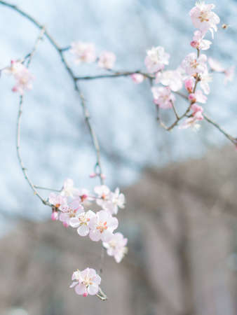 Cherry blossom close up viewの写真素材