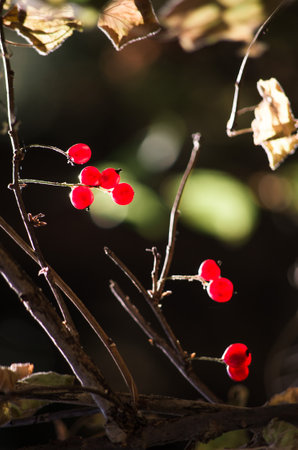 bright pine needle and rounded red fruit in autumn in the forestの写真素材