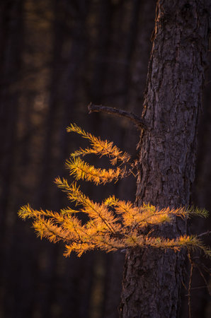 bright pine needle and rounded red fruit in autumn in the forestの写真素材