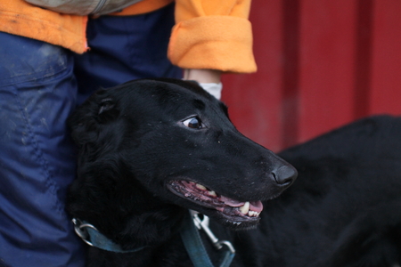Black dog in animal shelterの写真素材