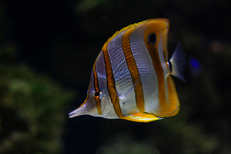 Colorful fishの写真素材