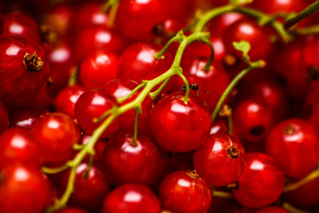 Currant - Red fruitの写真素材