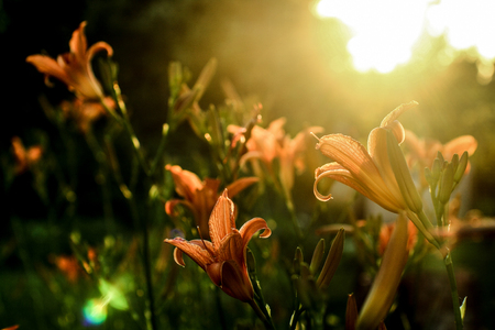 Fire Lily is a beautiful flower garden.の写真素材