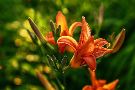 Fire lilyの写真素材