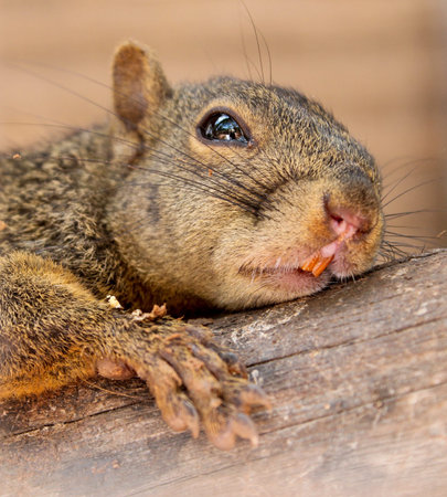 Degu portrait from Venezuela
