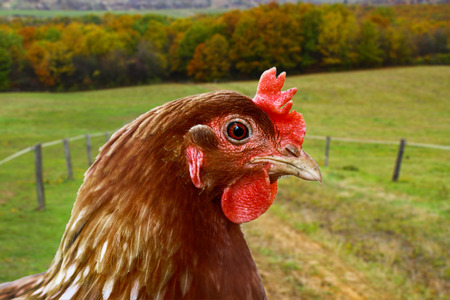 Life on the farm - Chicken portrait - Farm life. Chicken portrait with green background.の写真素材