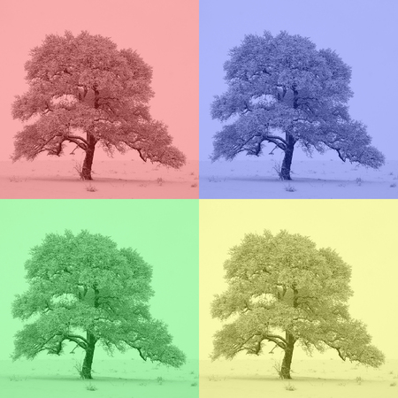 The four-color tree - The colors of natureの写真素材