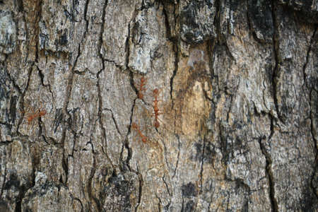 Red ant on the bark of a tree Use as a texture imageの写真素材