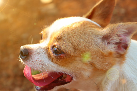 The dog tired after running and playing.の写真素材