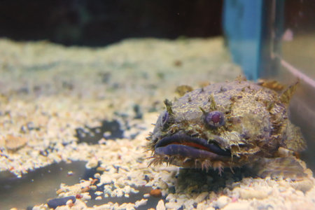 Deep sea fish that looks weird.