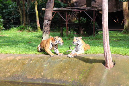 Two tigers are lying down and the natural background.
