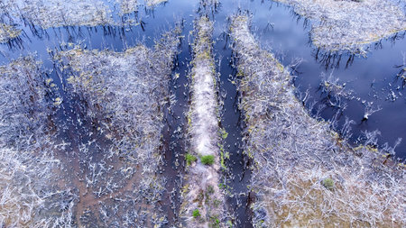 Scenery of mangrove forests that die and rot.