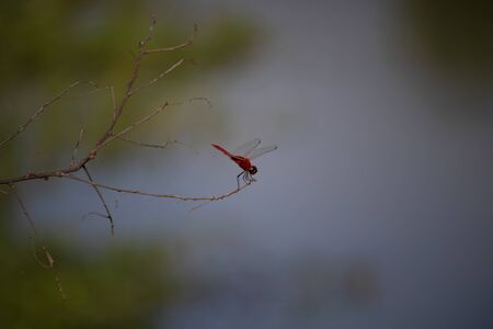 Dragonfly macro imageの写真素材